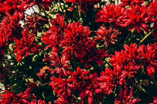Red chrysanthemum flower