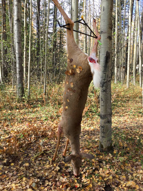 jeleń wiszący na gambrelu gotowym do oskórowania - alberta canada animal autumn zdjęcia i obrazy z banku zdjęć