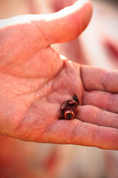 istock Closeup view of a bullet found in the moose while skinning 895749310