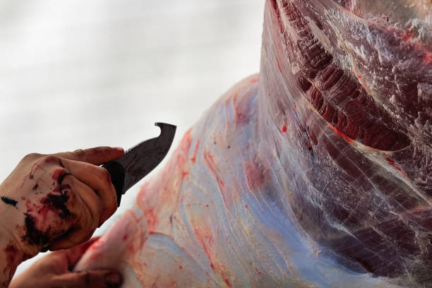 istock The process of removing the hide from a moose 895749322