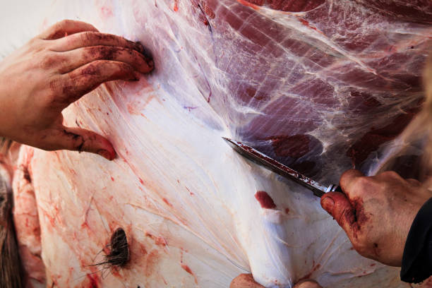 Closeup of some hands while skinning a moose Closeup of some hands while skinning a moose. deer hide stock pictures, royalty-free photos & images