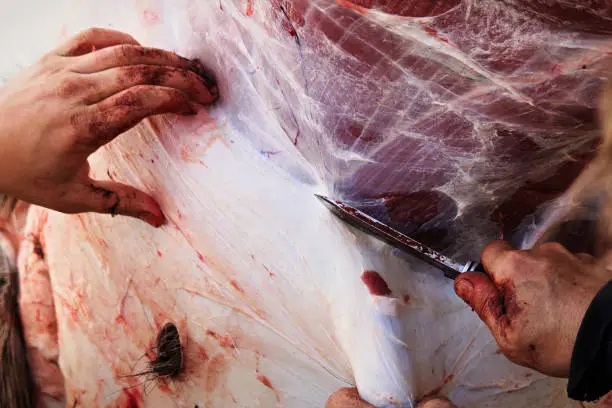 Closeup of some hands while skinning a moose.