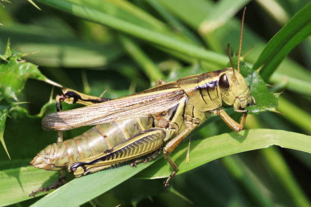 a macro view of a grasshopper eating thistle - wild barley imagens e fotografias de stock