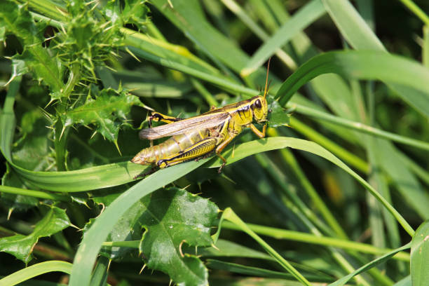 una cavalletta si siede su un filo d'erba e mangia foglie di cardo - locust epidemic grasshopper pest foto e immagini stock