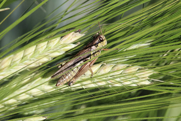 closeup of of a grasshopper on green barely heads - locust epidemic grasshopper pest imagens e fotografias de stock