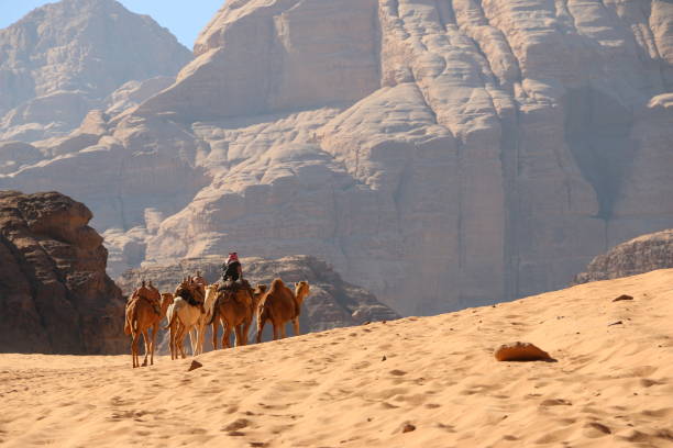 istock Beduin and camels in Wadi Rum desert in Jordan 895755156