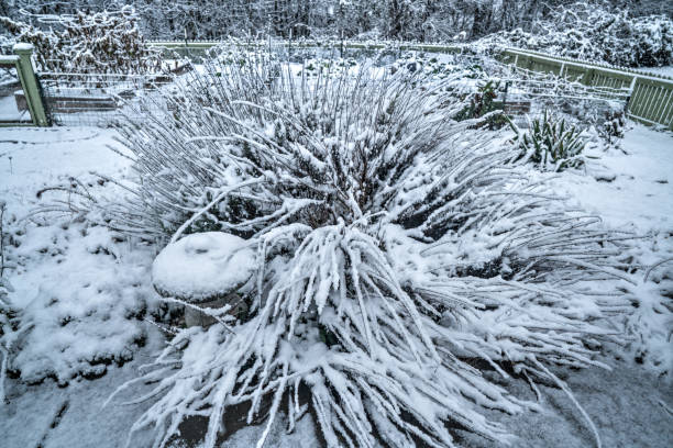 istock Lavender in the snow 895756334