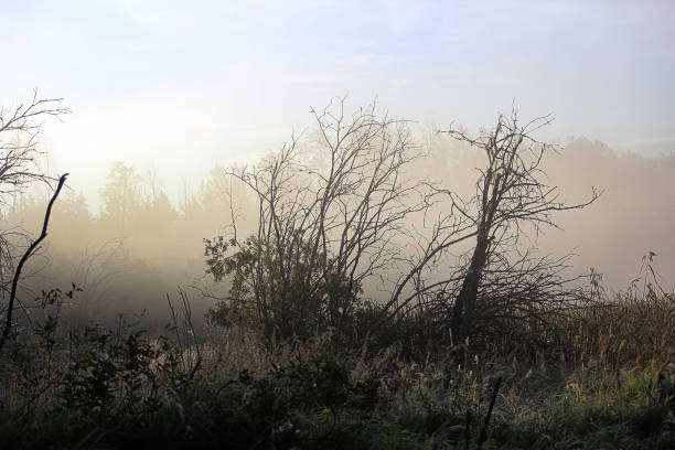 istock Morning fog rising off a marsh with silhouetted trees 895763810