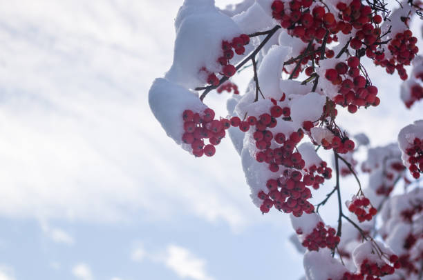 istock Rowan tree with red berries in the snow 895763924