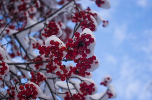 istock Rowan tree with red berries in the snow 895766082