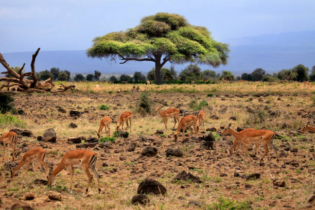 istock Thomson's Gazelle in the Amboseli, Kenya 895766362