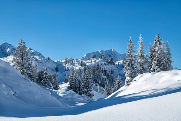 istock Beautiful winter landscape with snow-covered trees and mountains 895766512