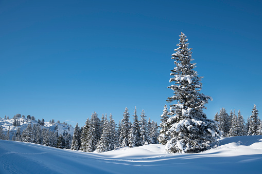 Beautiful winter landscape in Hochkrumbach at the ski resort in Warth, Vorarlberg, Austria with snow-covered trees and mountains and a clear blue sky.