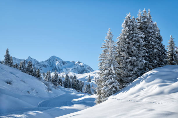 istock Beautiful winter landscape with snow-covered trees and mountains 895766528