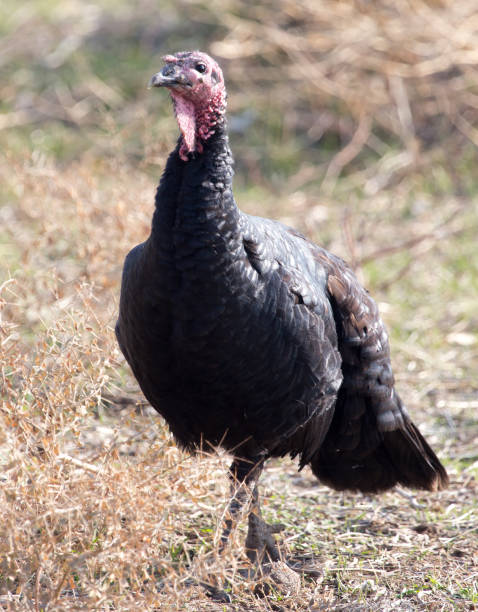 istock a turkey on a farm outdoors 895766814