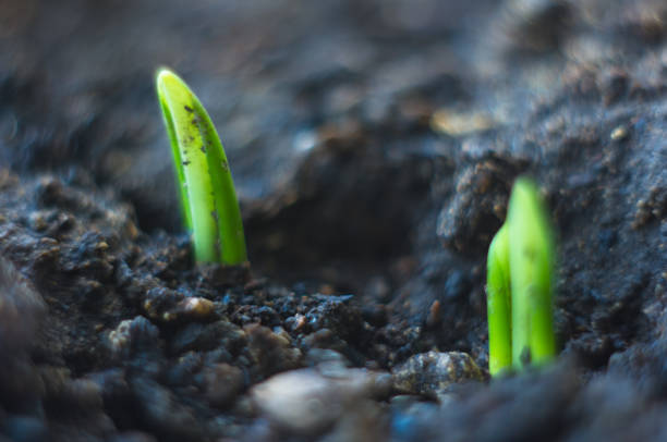 istock growing little green sprouts of young plants 895766820
