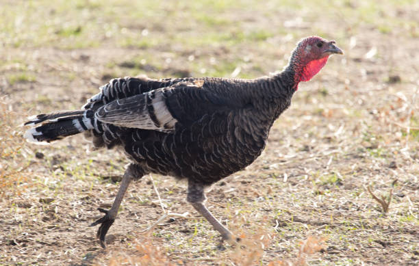 istock a turkey on a farm outdoors 895766876