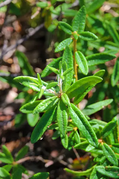 Closeup of labrador tea leaves in the forest.