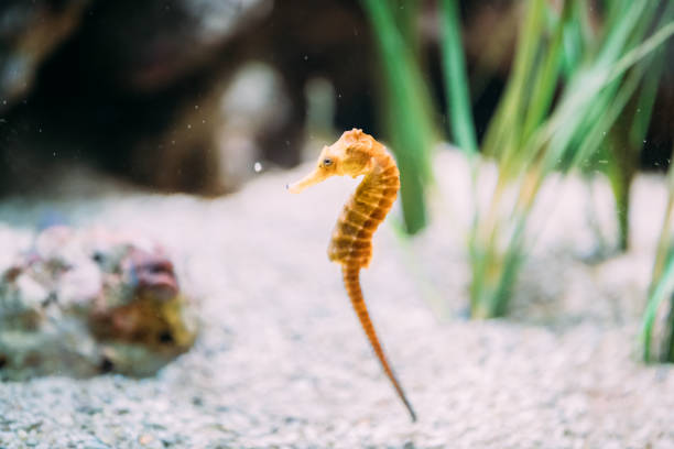 long-snouted seahorse hippocampus guttulatus swimming in aquarium - snouted imagens e fotografias de stock