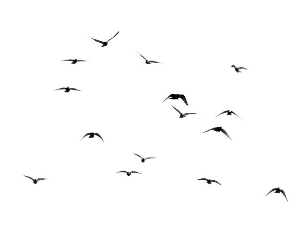 istock flock of pigeons on a white background 895770238