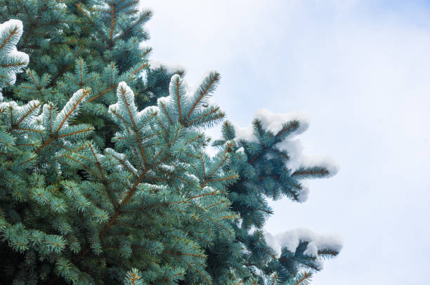 istock Green fluffy fir tree branch in the snow 895770256