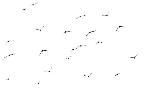 istock flock of pigeons on a white background 895774374
