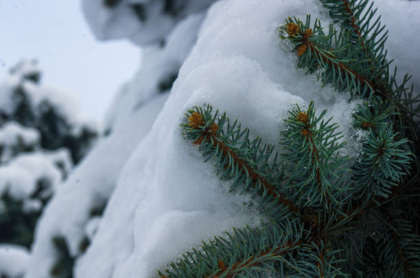 istock Green fluffy fir tree branch in the snow 895776464