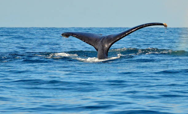 istock Tail fluke of diving humpback whale (Megaptera novaeangliae) 895779208