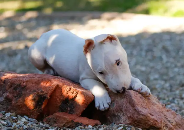 White bull terrier puppy chewing on a rock in the shade