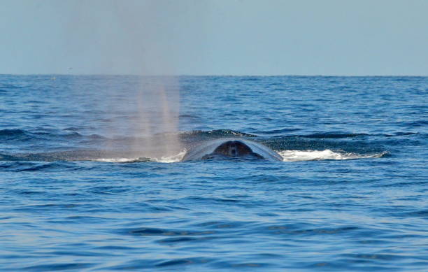 istock Humpback whale swimming on the surface of the Pacific Ocean 895779318