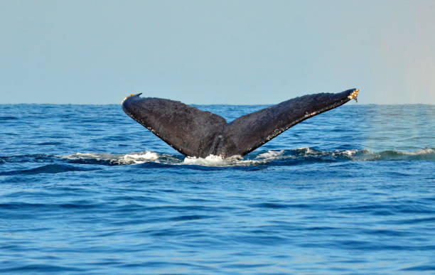 istock Tail fluke of diving humpback whale (Megaptera novaeangliae) 895779340