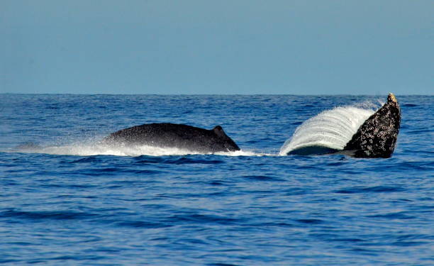 istock Humpback whale swimming on the surface of the Pacific Ocean 895779364