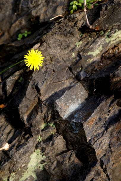 istock cross section of rock 895781596