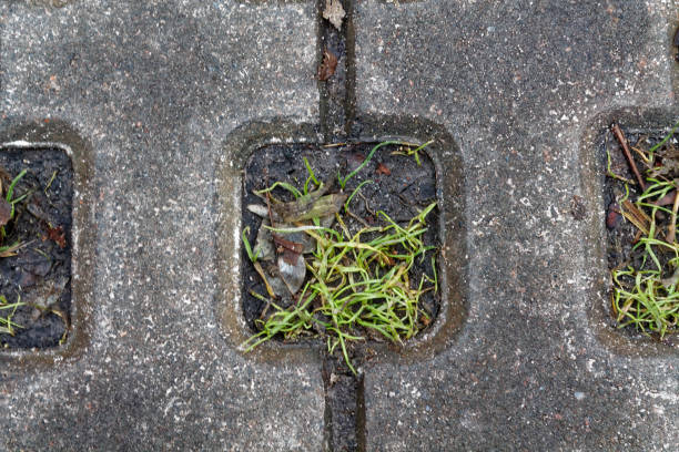 istock The Stone block walk path in the park with green grass background 895781704