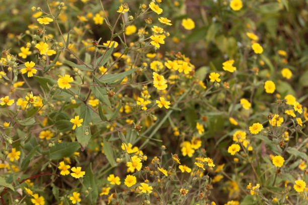 istock Flowers of Guizotia schimperi 895782414