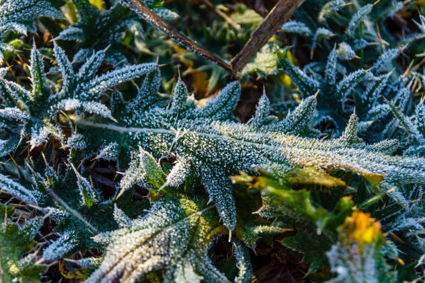 istock Leaf covered with a hoarfrost on autumn 895790824