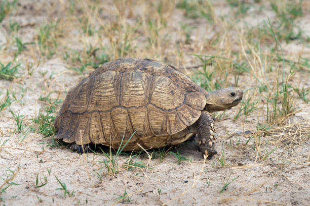 istock Older Leopard Tortoise in Hwange National Park, Zimbabwe 895798904