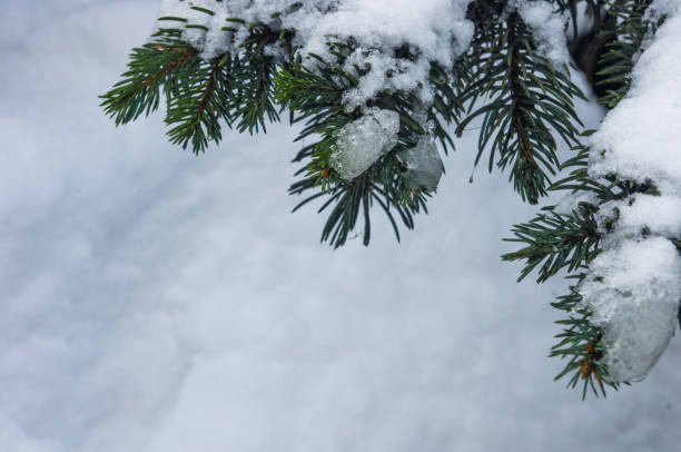 istock Green fluffy fir tree branch in the snow 895799478
