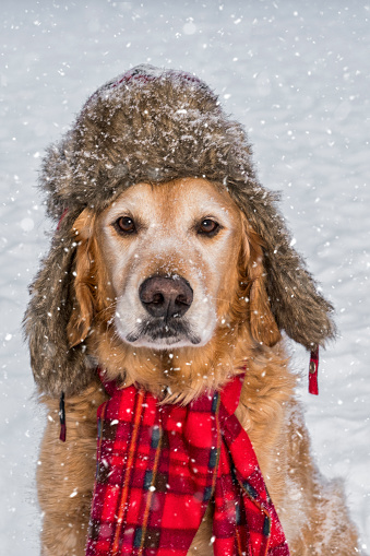 A close-up of a senior Golden Retriever dog looking at the camera, wearing a fur hunter's hat and a red plaid scarf as he sits in the snow while it is snowing
