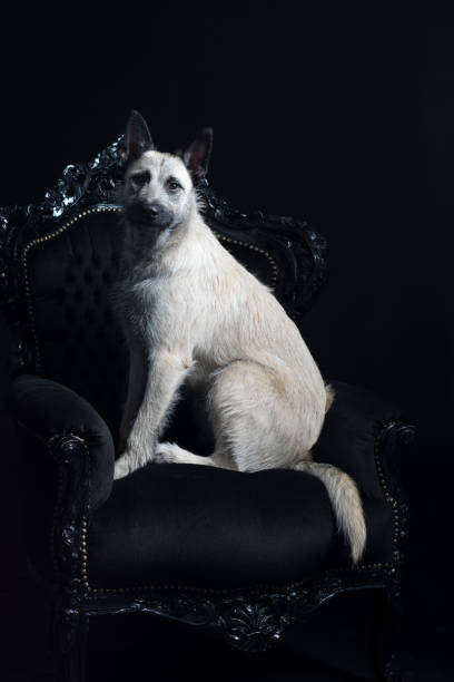 istock Young blonde female Dutch Shepherd 895802310