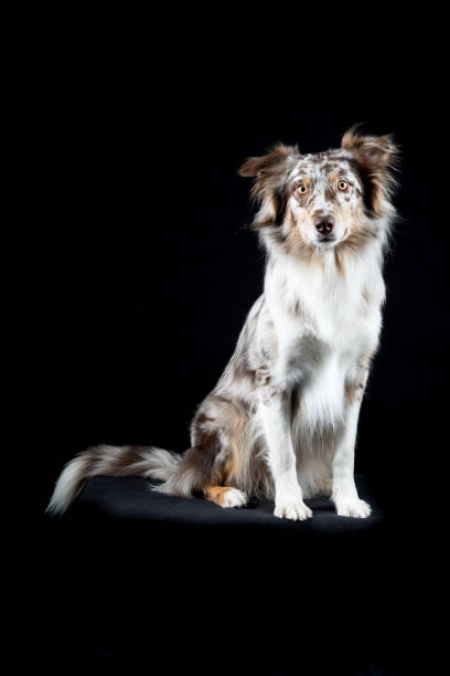 Black and white dog with medium-length fur standing against a plain white background, looking calmly at the camera.