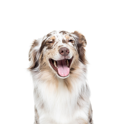Australian Shepherd dog sitting isolated in white background laughing
