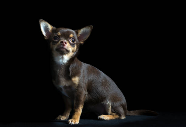 istock Little multi-colored chihuahua in black background 895804890