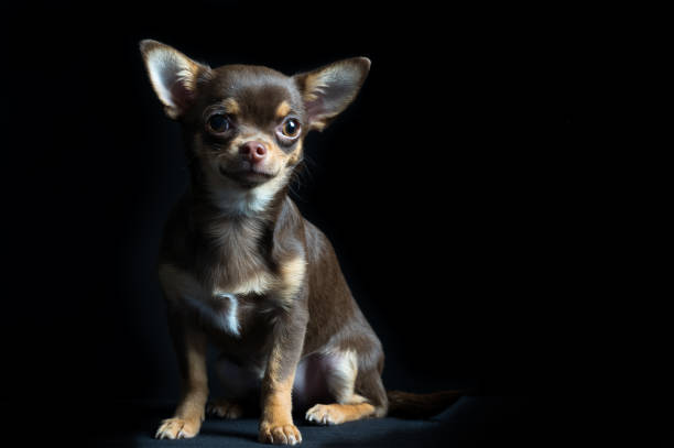 istock Little multi-colored chihuahua in black background 895804910