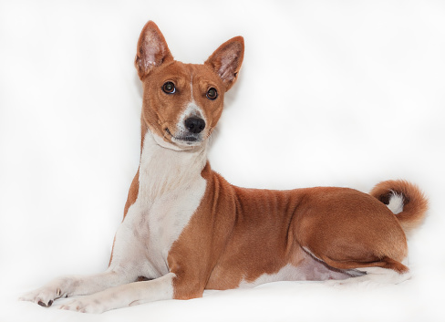 red-haired, African non-fading dog basenji on a white background chinese new year 2018