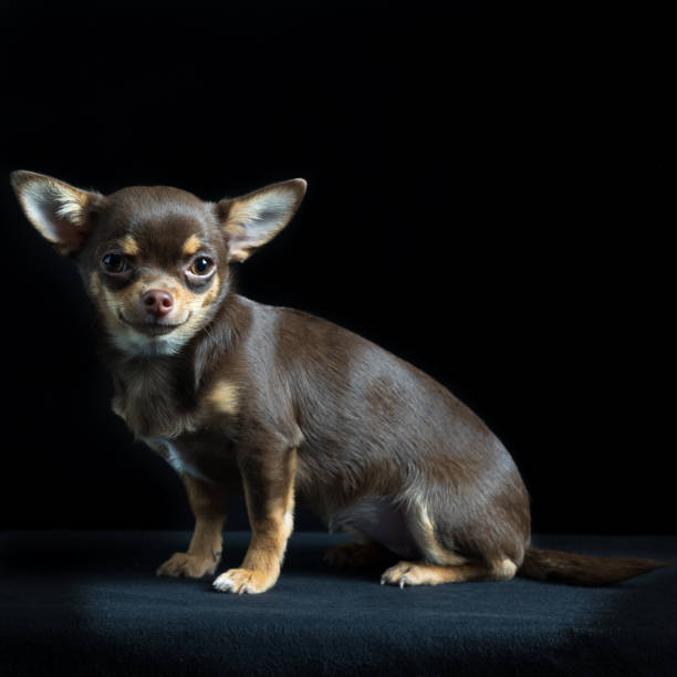 istock Little multicolored chihuahua in black background 895804978