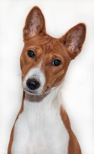 istock red-haired, African non-fading dog basenji on a white background 895805058