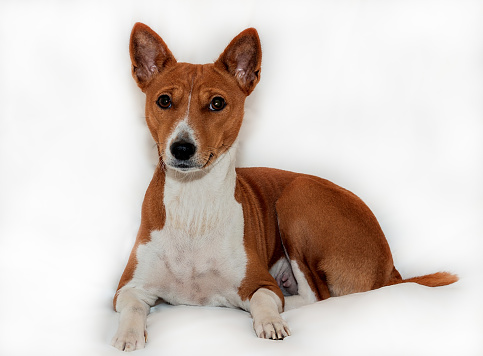 red-haired, African non-fading dog basenji on a white background chinese new year 2018