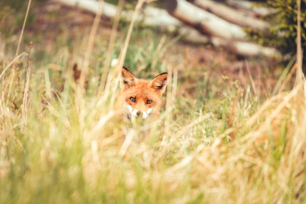 istock Wild red fox near HIrtshals 895805444