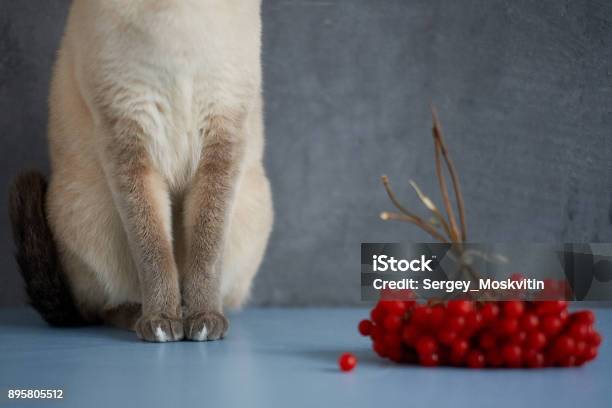 Thai Cat On A Gray Background And Red Berries Stock Photo - Download Image Now - Himalayan Cat, Agility, Animal